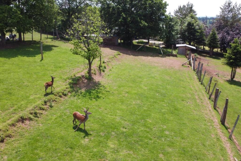 Le Grand Cerf 25 Pers, Malmedy- Chalet Rustique, Jardin Eksteriør bilde